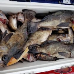 オーフリー 釣果