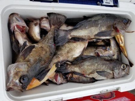 オーフリー 釣果