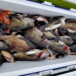 オーフリー 釣果