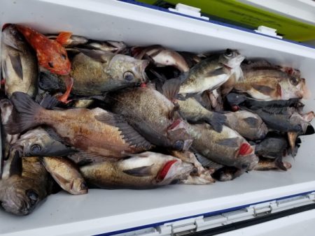 オーフリー 釣果