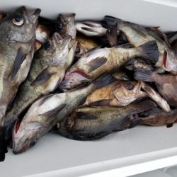 オーフリー 釣果