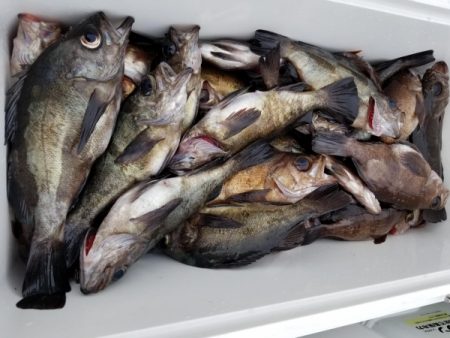 オーフリー 釣果