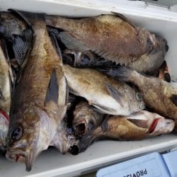 オーフリー 釣果