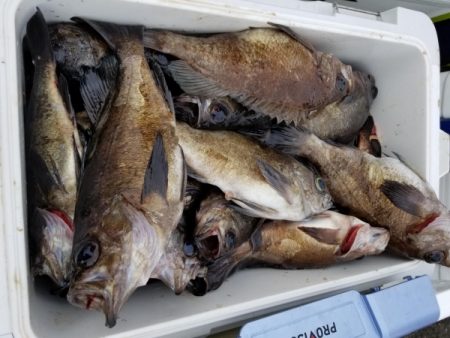 オーフリー 釣果