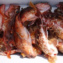 松本釣船2 釣果