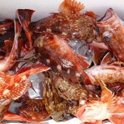 松本釣船2 釣果