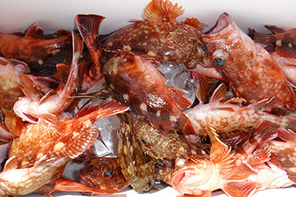 松本釣船2 釣果