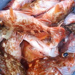 松本釣船2 釣果