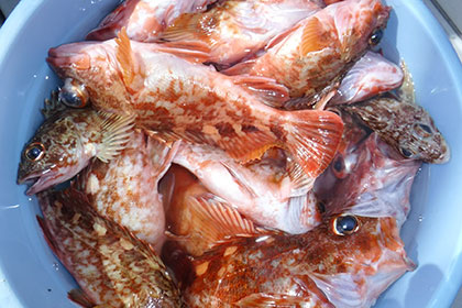 松本釣船2 釣果