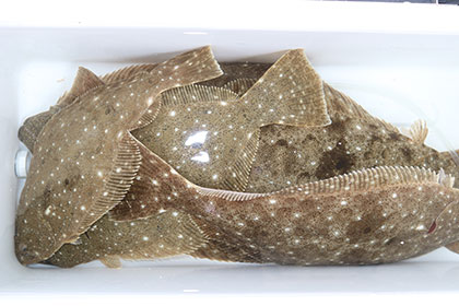 松本釣船２ 釣果