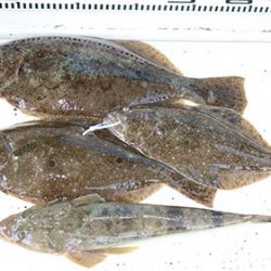 松本釣船２ 釣果