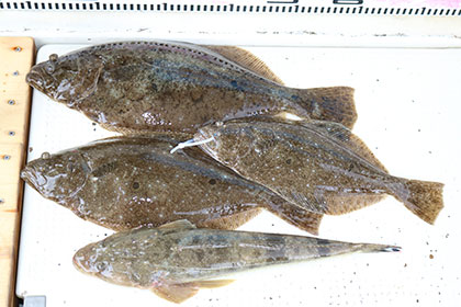 松本釣船２ 釣果