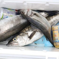 松本釣船２ 釣果