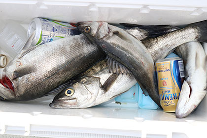 松本釣船２ 釣果