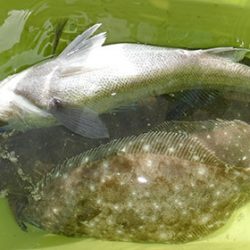 松本釣船２ 釣果