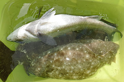 松本釣船２ 釣果