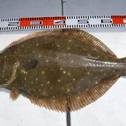 松本釣船２ 釣果