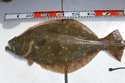 松本釣船２ 釣果