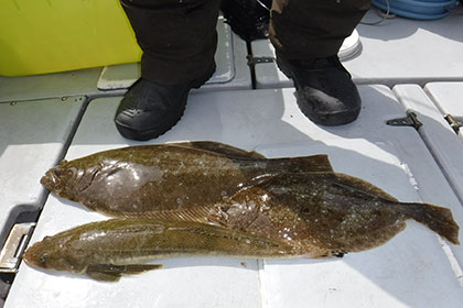 松本釣船２ 釣果