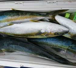 海龍丸(福岡) 釣果