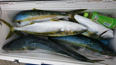 海龍丸(福岡) 釣果