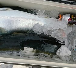 海龍丸(福岡) 釣果