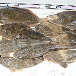 松本釣船２ 釣果