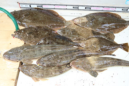 松本釣船２ 釣果