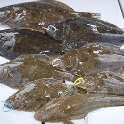 松本釣船２ 釣果