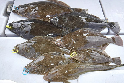 松本釣船２ 釣果