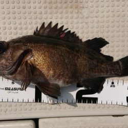 オーフリー 釣果