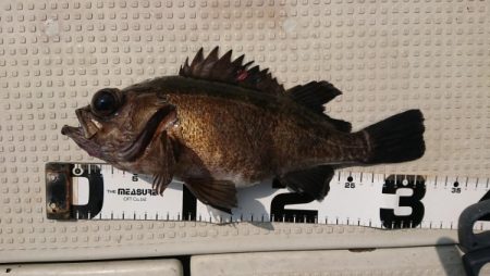 オーフリー 釣果