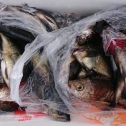 オーフリー 釣果