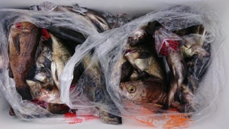 オーフリー 釣果