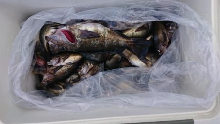 オーフリー 釣果