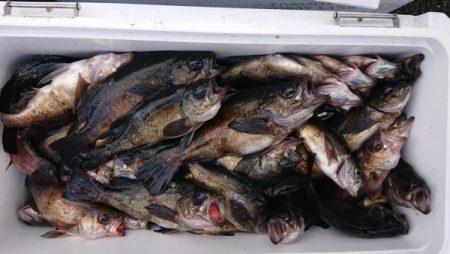 オーフリー 釣果