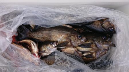 オーフリー 釣果