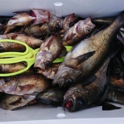 オーフリー 釣果