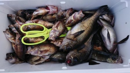 オーフリー 釣果