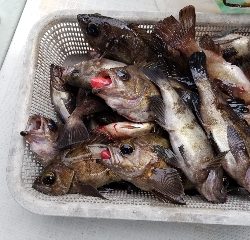 内浜丸 釣果