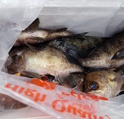 内浜丸 釣果