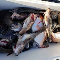 オーフリー 釣果