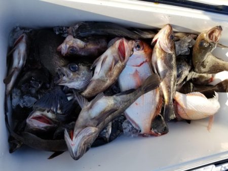 オーフリー 釣果