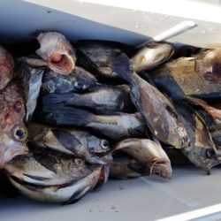 オーフリー 釣果