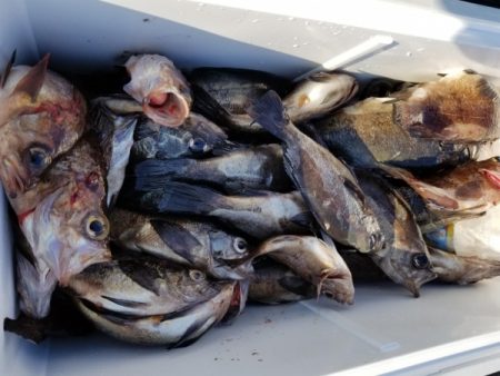 オーフリー 釣果