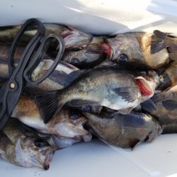 オーフリー 釣果