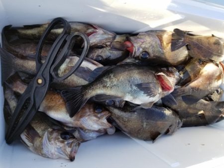 オーフリー 釣果