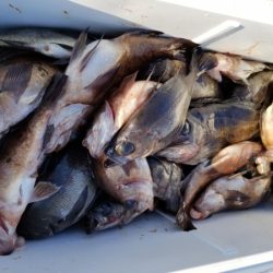 オーフリー 釣果