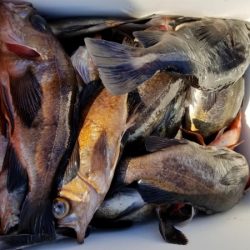 オーフリー 釣果