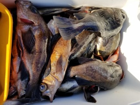 オーフリー 釣果